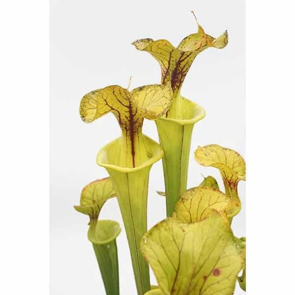 Sarracenia flava var. flava, Dinwiddie, Virginia, MK F 6 大森食虫植物農園