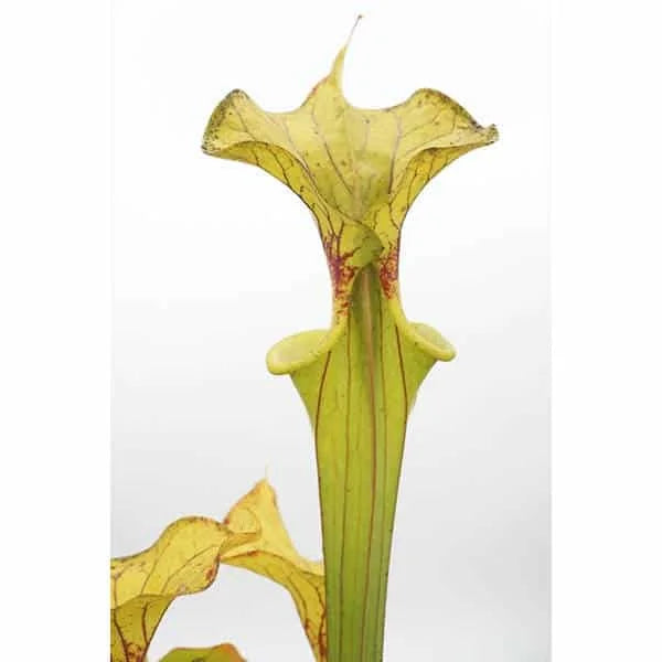Sarracenia flava var. flava, Dinwiddie, Virginia, MK F 6 大森食虫植物農園