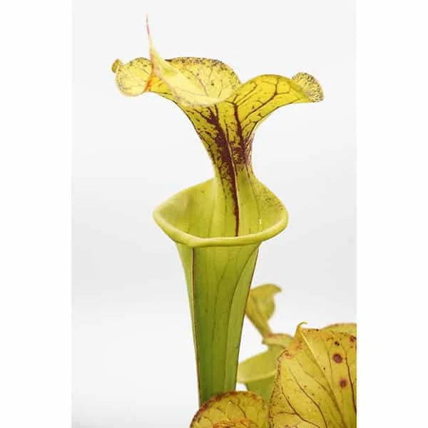 Sarracenia flava var. flava, Dinwiddie, Virginia, MK F 6 大森食虫植物農園