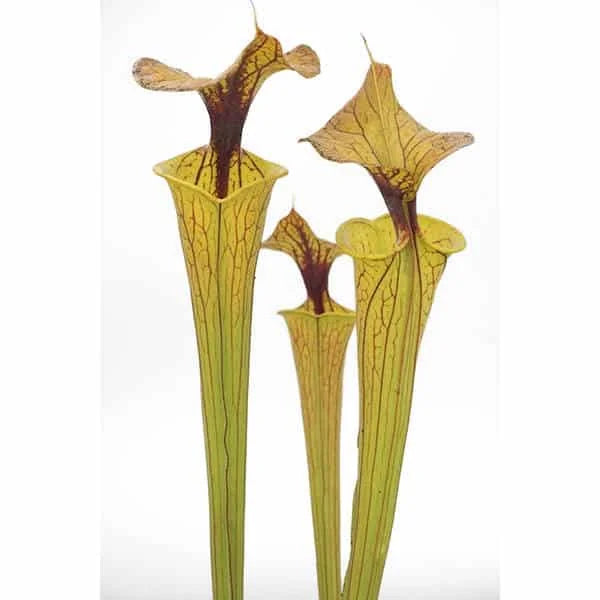 Sarracenia flava var. flava „Elegant Long Neck“ 大森食虫植物農園