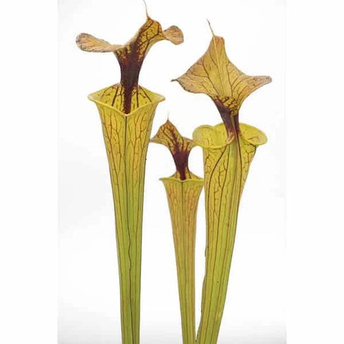 Sarracenia flava var. flava „Elegant Long Neck“ 大森食虫植物農園
