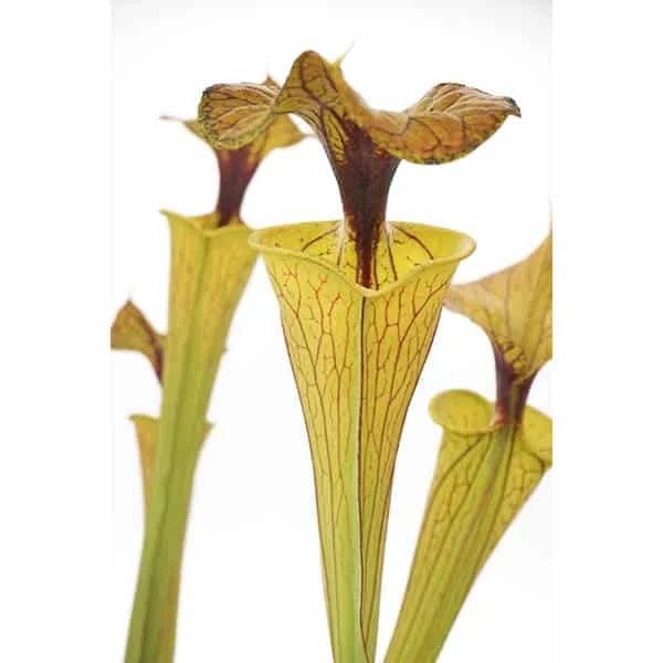 Sarracenia flava var. flava „Elegant Long Neck“ 大森食虫植物農園