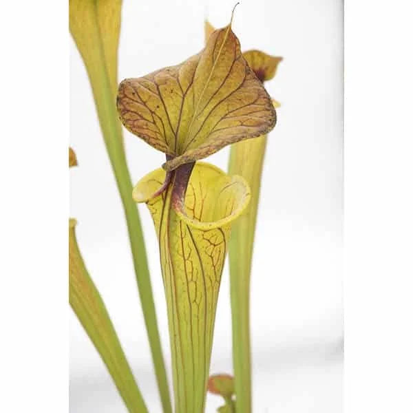 Sarracenia flava var. flava „Elegant Long Neck“ 大森食虫植物農園