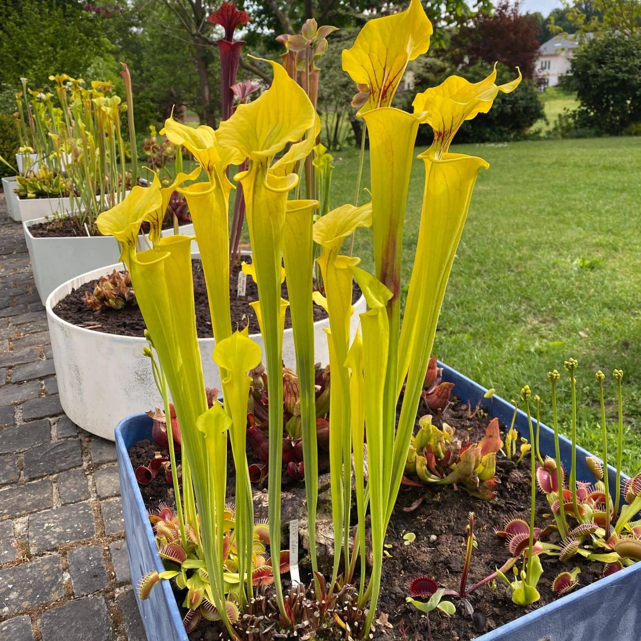 Sarracenia flava var. flava „Goldie“ 大森食虫植物農園