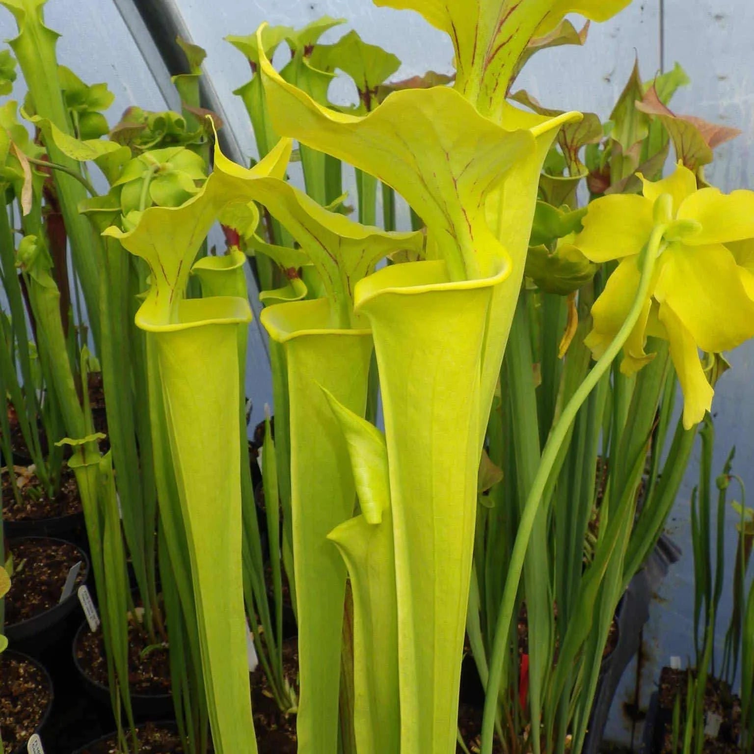 Sarracenia flava var. flava „Goldie“ 大森食虫植物農園