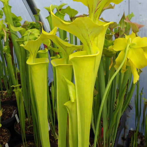 Sarracenia flava var. flava “Goldie“ 大森食虫植物農園