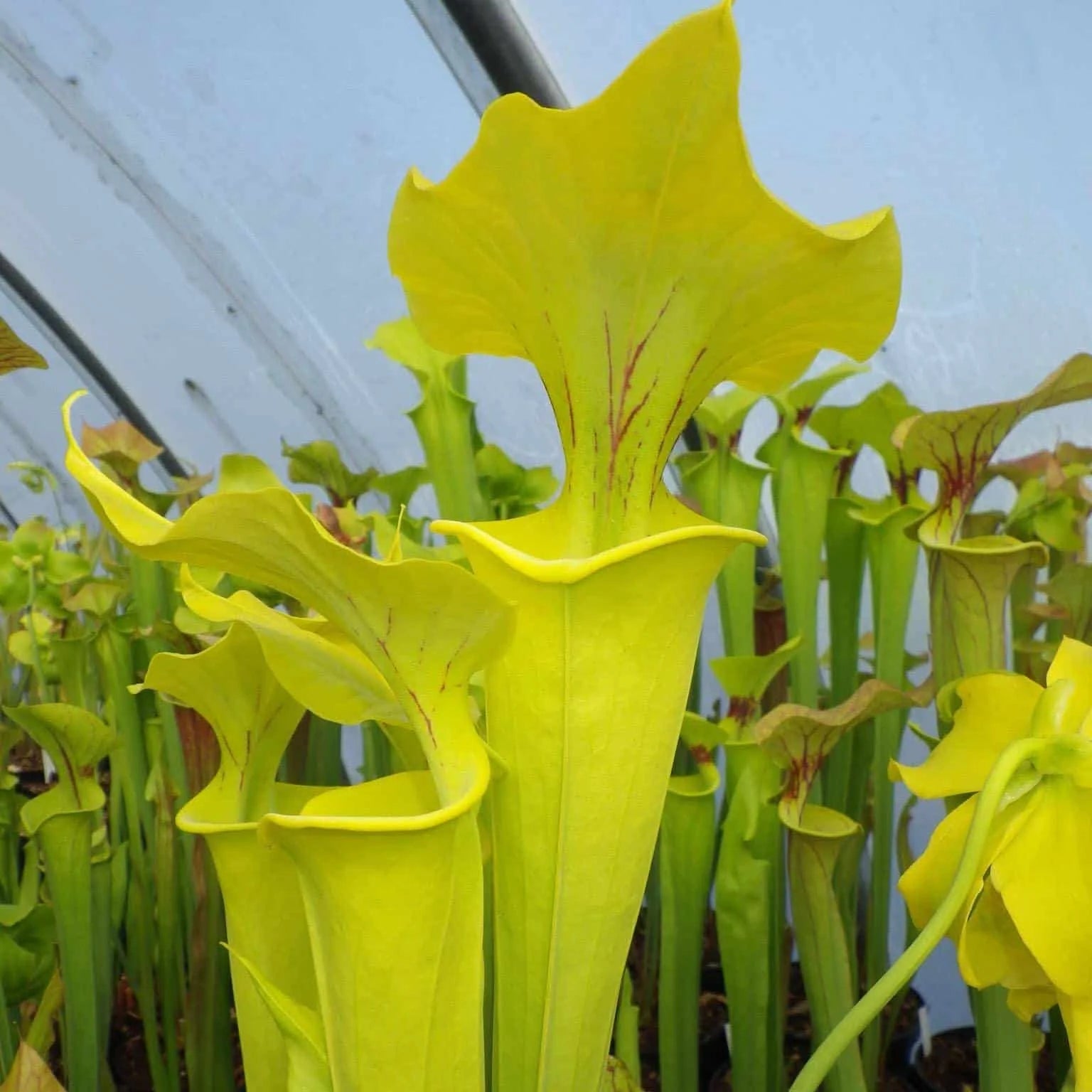 Sarracenia flava var. flava „Goldie“ 大森食虫植物農園