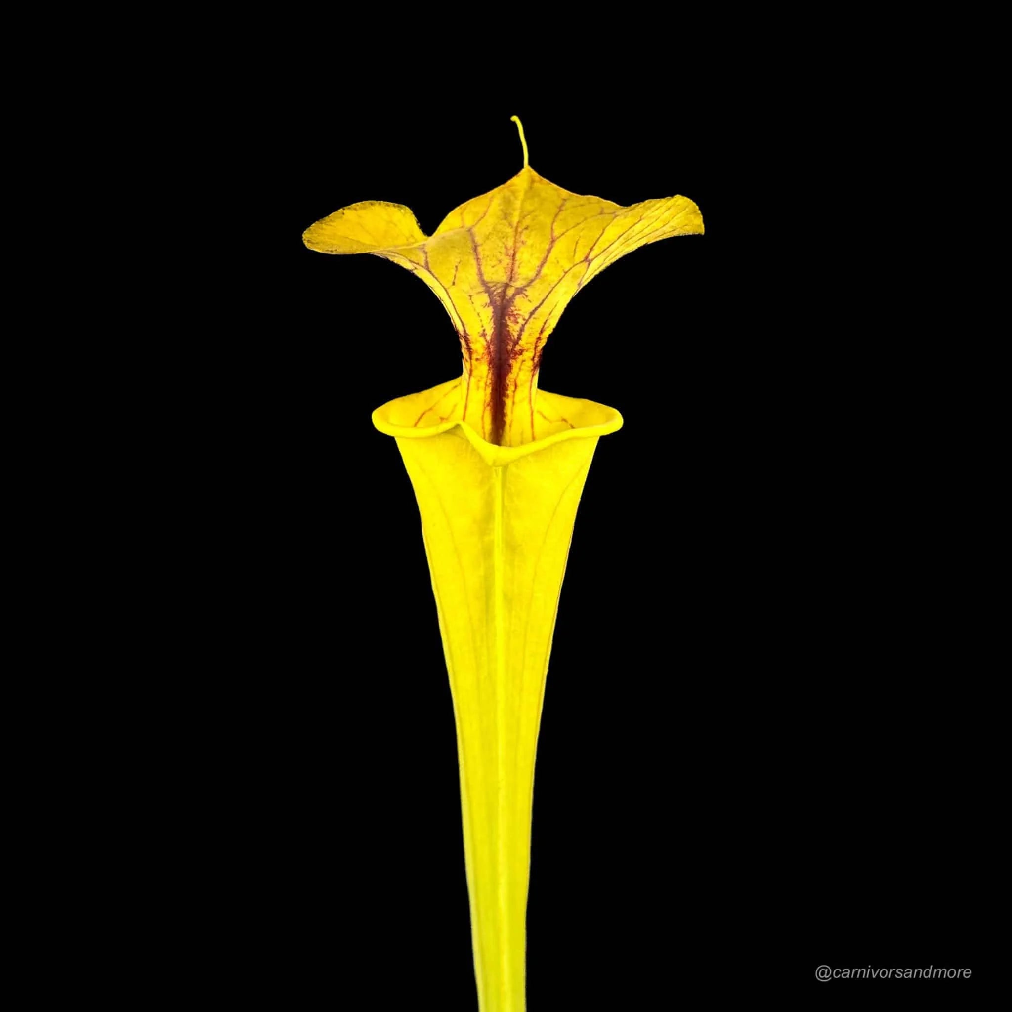 Sarracenia flava var. flava „Goldie x Goldie“ 大森食虫植物農園