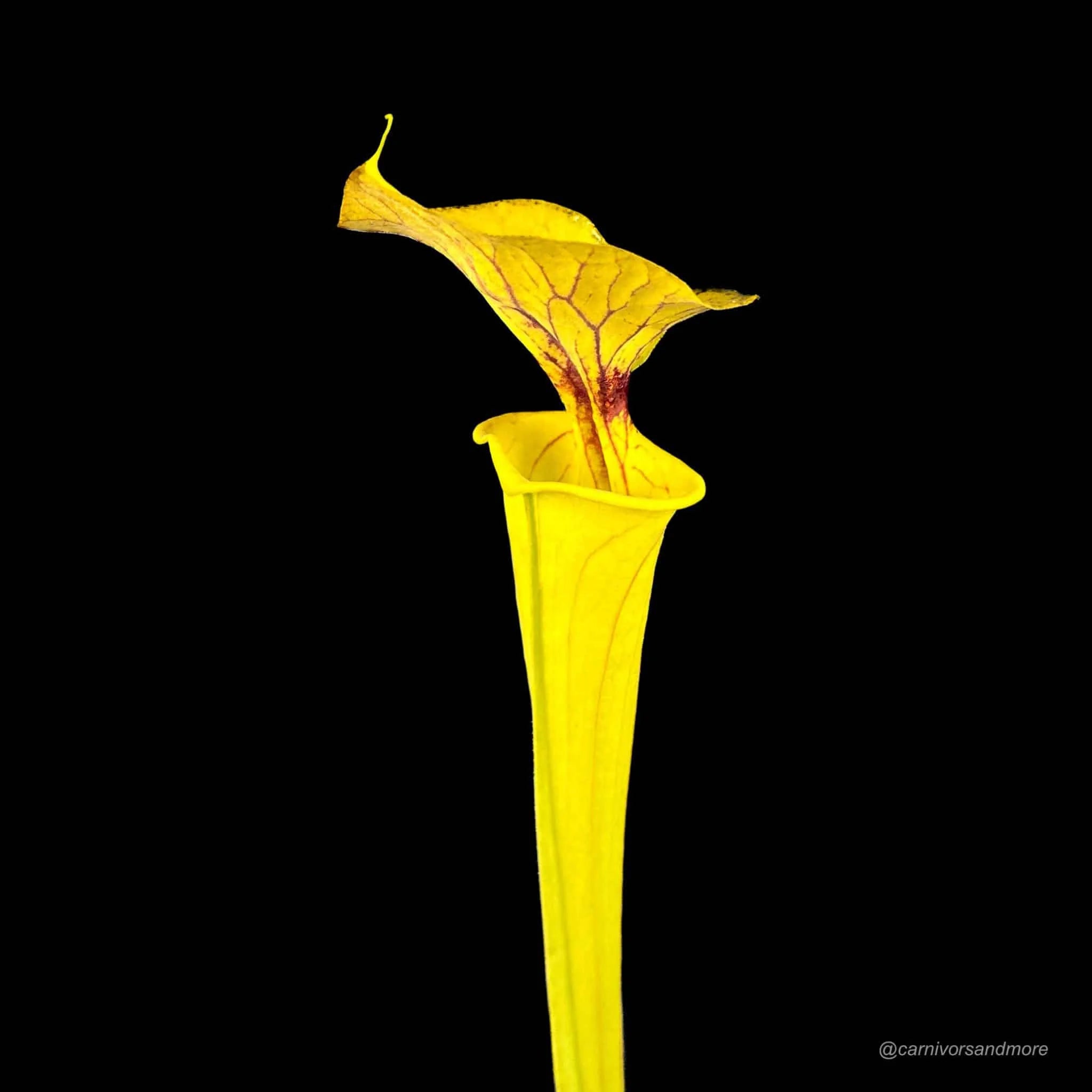 Sarracenia flava var. flava „Goldie x Goldie“ 大森食虫植物農園