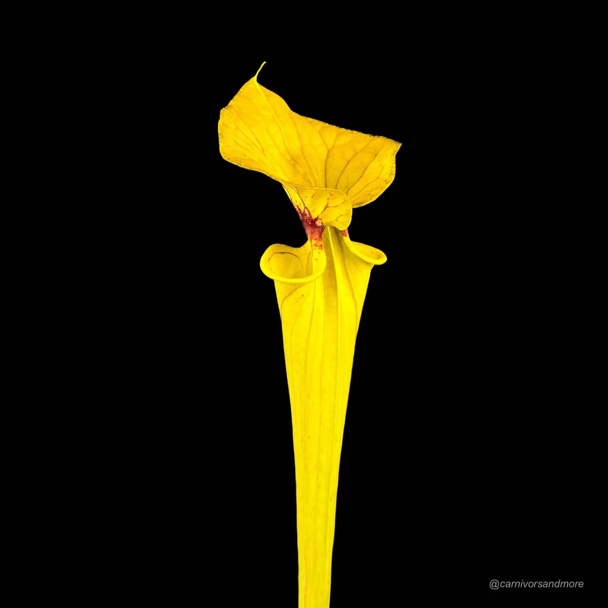 Sarracenia flava var. flava „Goldie x Goldie“ 大森食虫植物農園