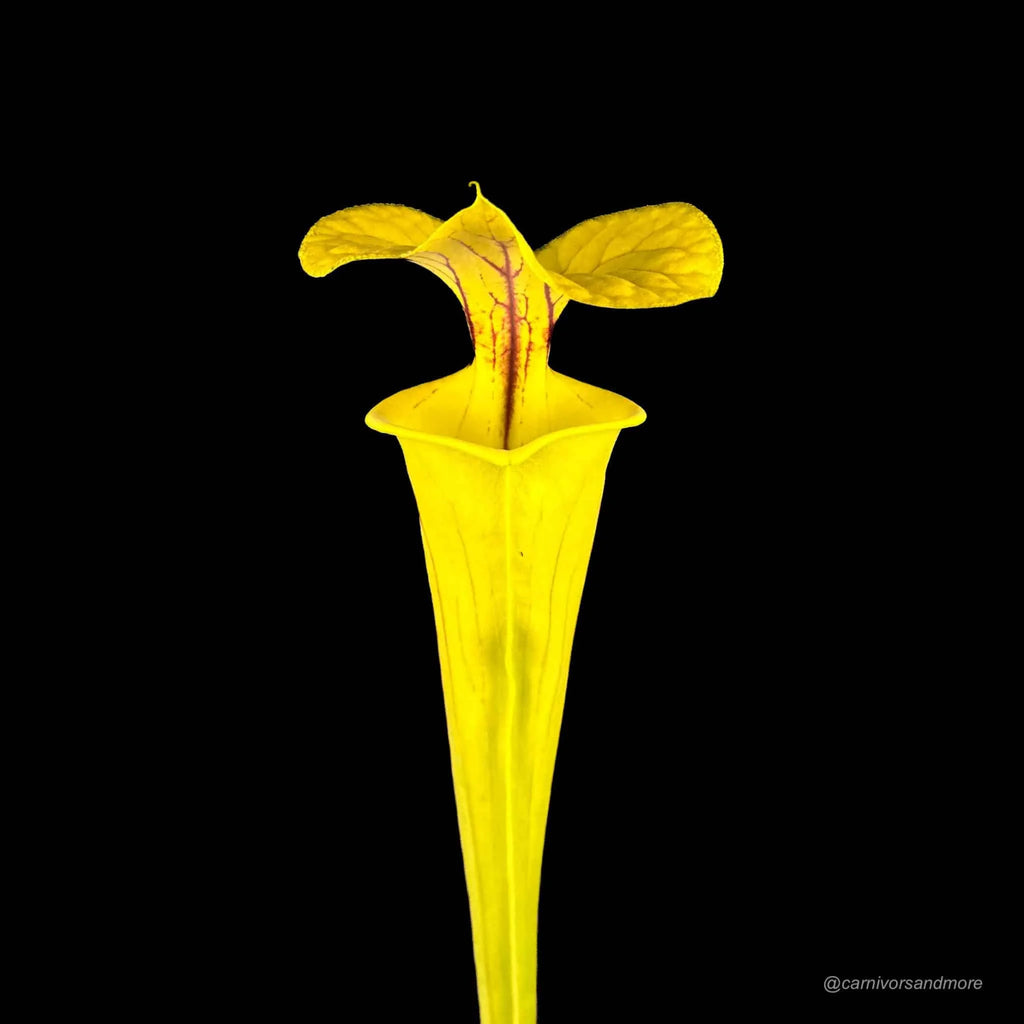 Sarracenia flava var. flava, MK F 199, Genova Bot. Garden 大森食虫植物農園