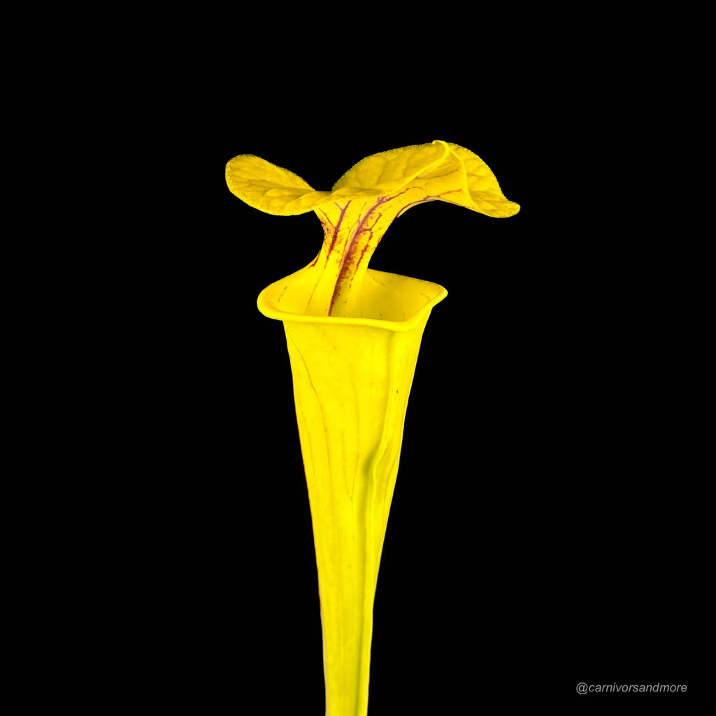 Sarracenia flava var. flava, MK F 199, Genova Bot. Garden 大森食虫植物農園
