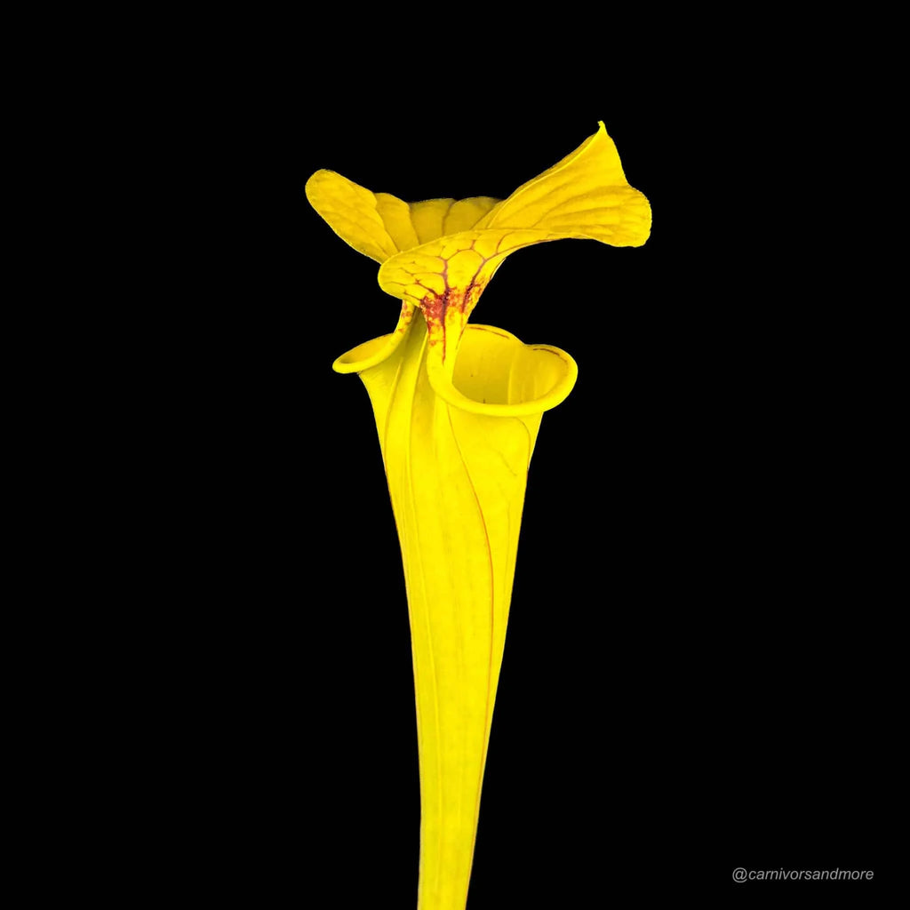 Sarracenia flava var. flava, MK F 199, Genova Bot. Garden 大森食虫植物農園