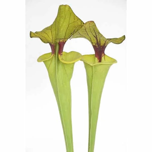 Sarracenia flava var. flava, MK F 199, Genova Bot. Garden 大森食虫植物農園