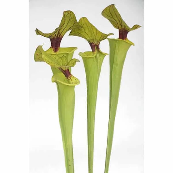 Sarracenia flava var. flava, MK F 199, Genova Bot. Garden 大森食虫植物農園