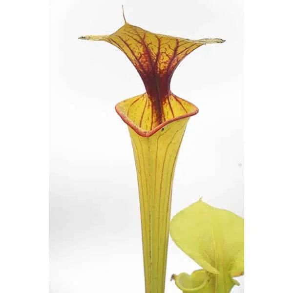 Sarracenia flava var. flava, North Carolina, MK F 32 大森食虫植物農園