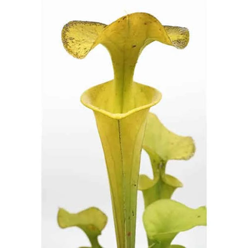Sarracenia flava var. flava „Yellow Pitchers Fine Red Veining“, Saphony Creek, Vir., PW F 64 大森食虫植物農園