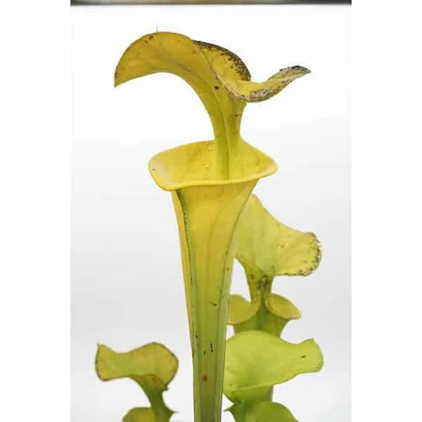 Sarracenia flava var. flava „Yellow Pitchers Fine Red Veining“, Saphony Creek, Vir., PW F 64 大森食虫植物農園