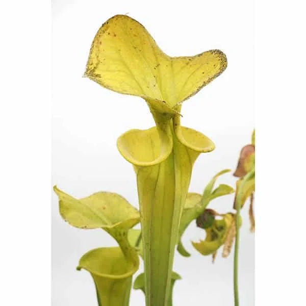 Sarracenia flava var. flava „Yellow Pitchers Fine Red Veining“, Saphony Creek, Vir., PW F 64 大森食虫植物農園