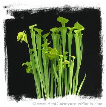 Sarracenia flava var. maxima {Francis Marion NF, Berkeley Co., SC, USA} [BCP ID# R-S7J, S291] (20粒の種子) 大森食虫植物農園