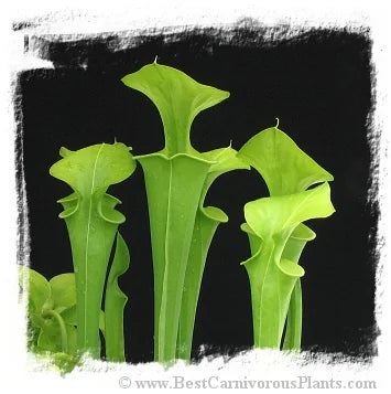 Sarracenia flava var. maxima {Francis Marion NF, Berkeley Co., SC, USA} [BCP ID# R-S7J, S291] (20粒の種子) 大森食虫植物農園