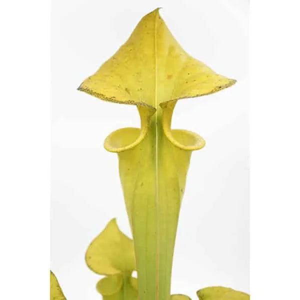 Sarracenia flava var. maxima „Giant form“, Honeysuckle Road 大森食虫植物農園