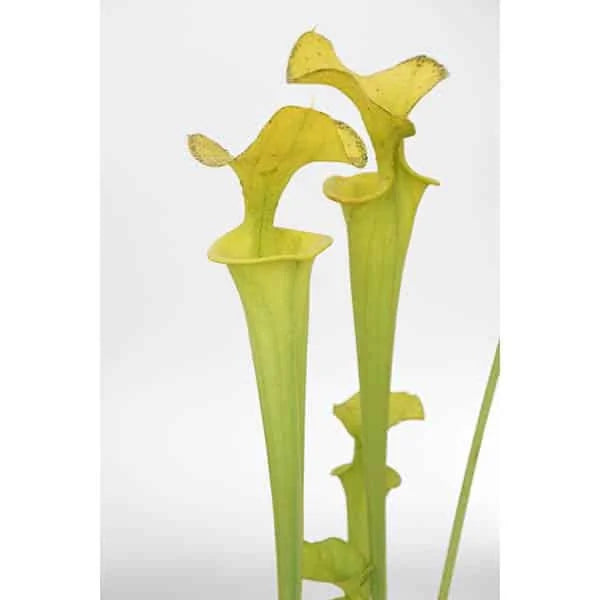 Sarracenia flava var. maxima, Shand’s Bog, Virginia F 59 PW 大森食虫植物農園