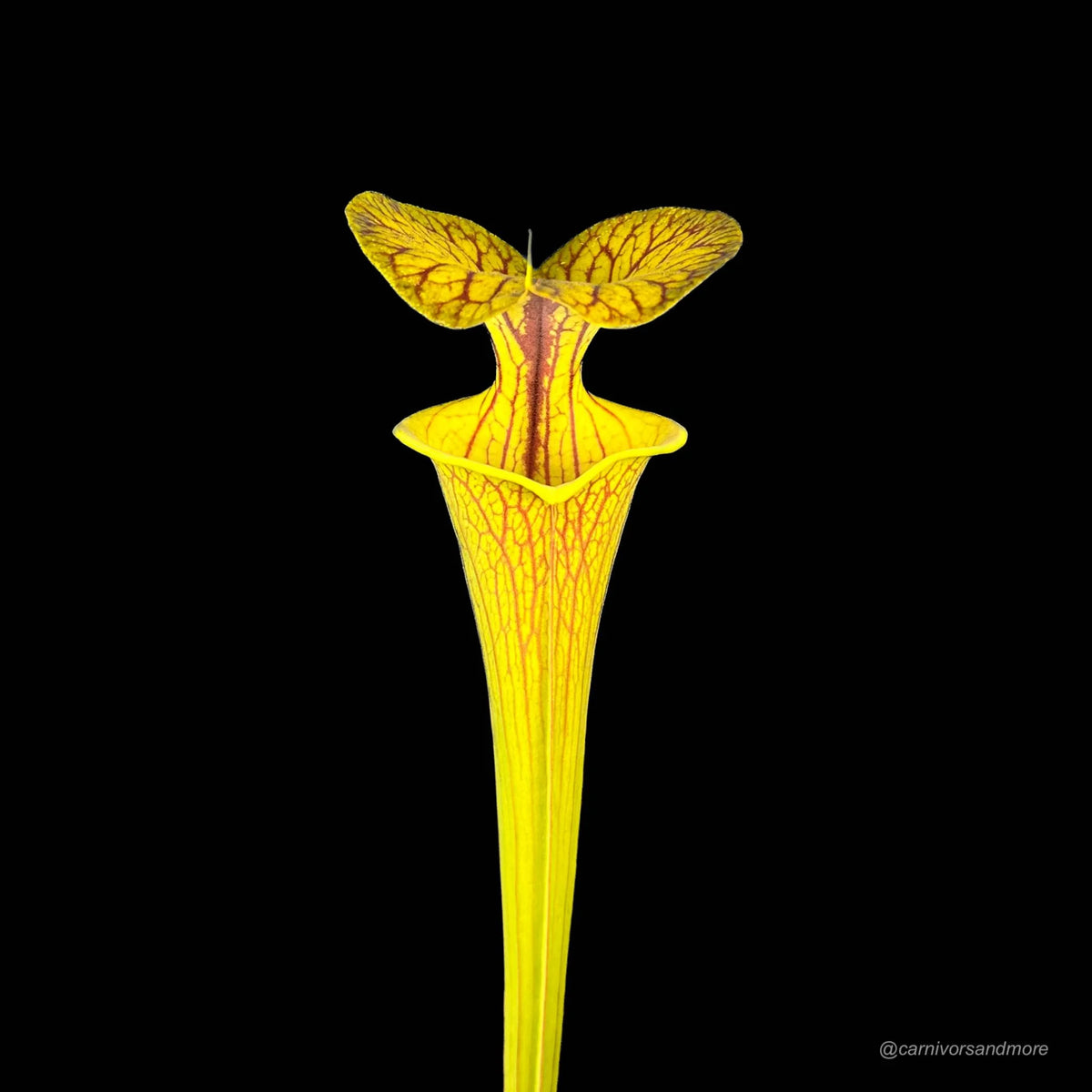Sarracenia flava var. ornata 大森食虫植物農園
