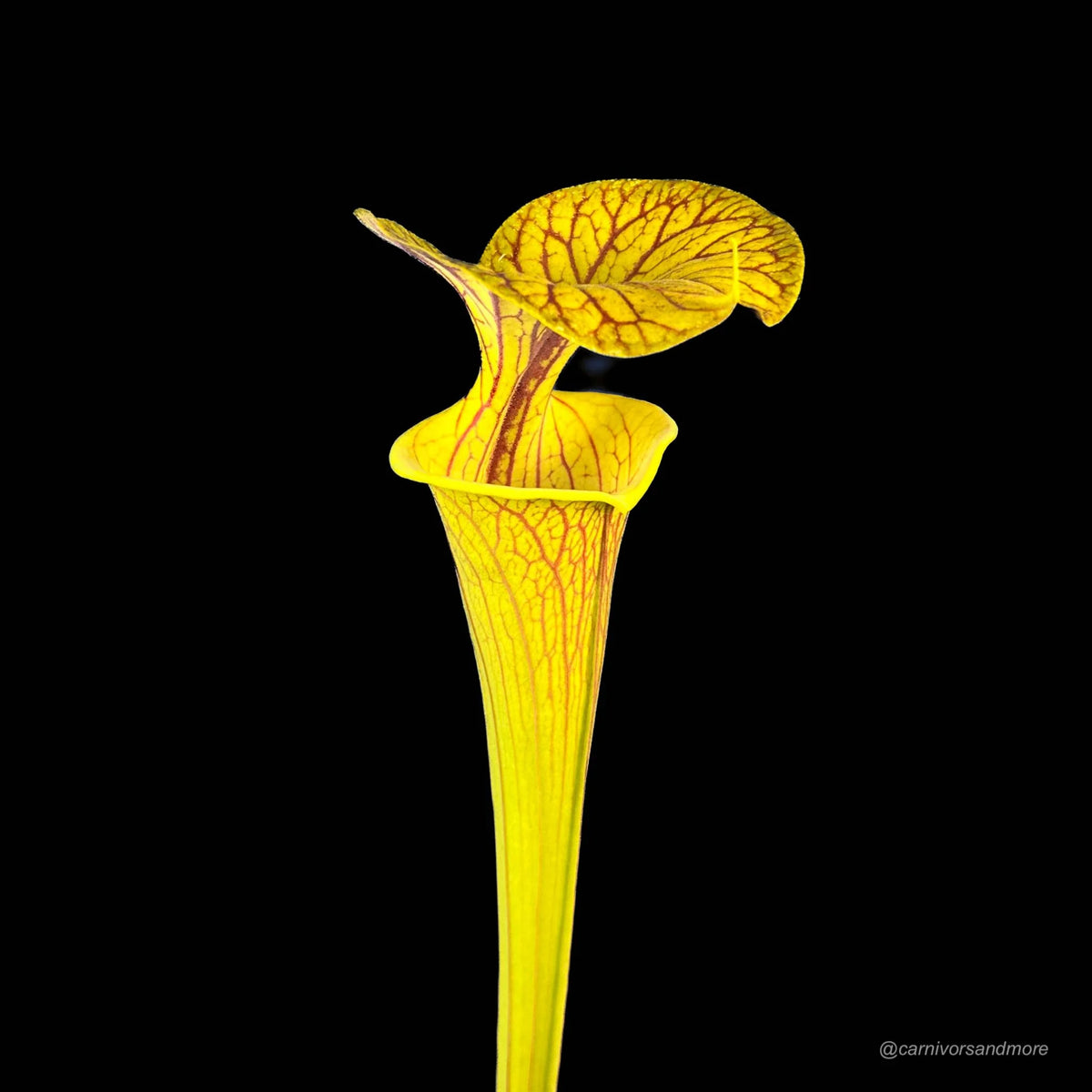 Sarracenia flava var. ornata 大森食虫植物農園