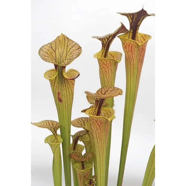 Sarracenia flava var. ornata CK 2 大森食虫植物農園