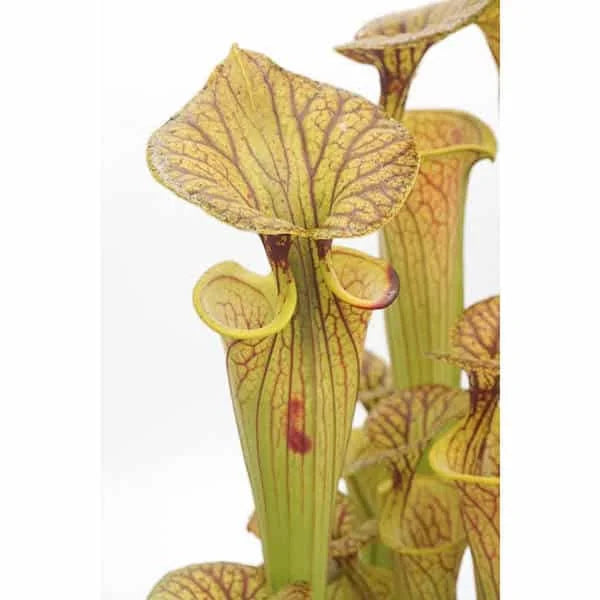 Sarracenia flava var. ornata CK 2 大森食虫植物農園