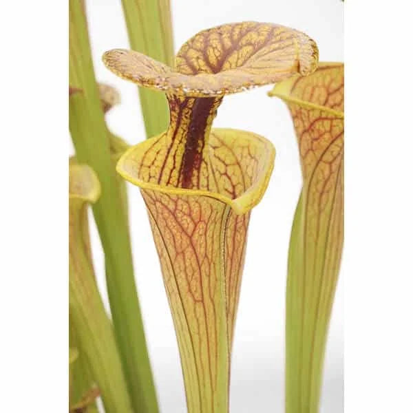 Sarracenia flava var. ornata CK 2 大森食虫植物農園