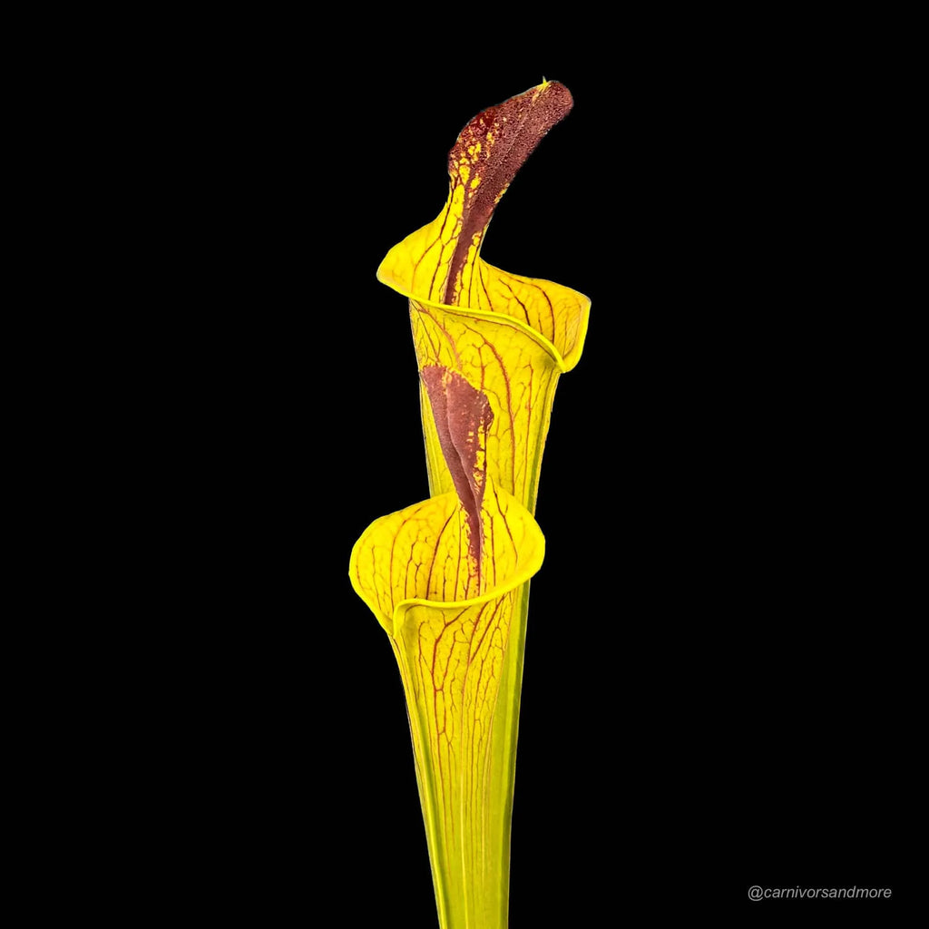 Sarracenia flava var. ornata Lidless PW F 89 大森食虫植物農園