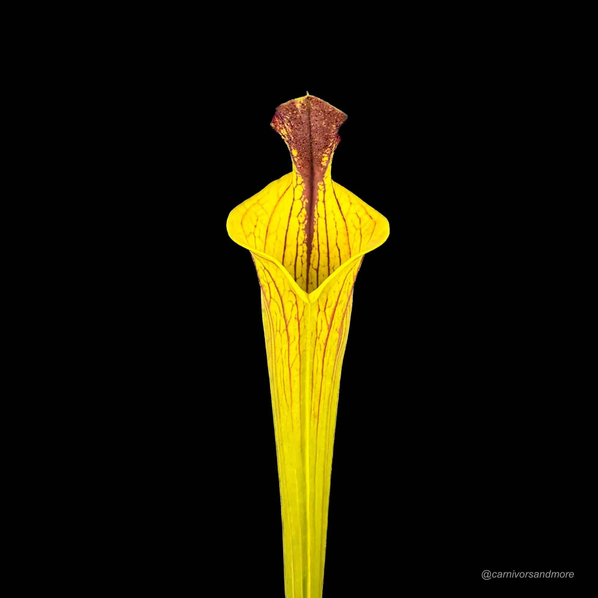 Sarracenia flava var. ornata Lidless PW F 89 大森食虫植物農園