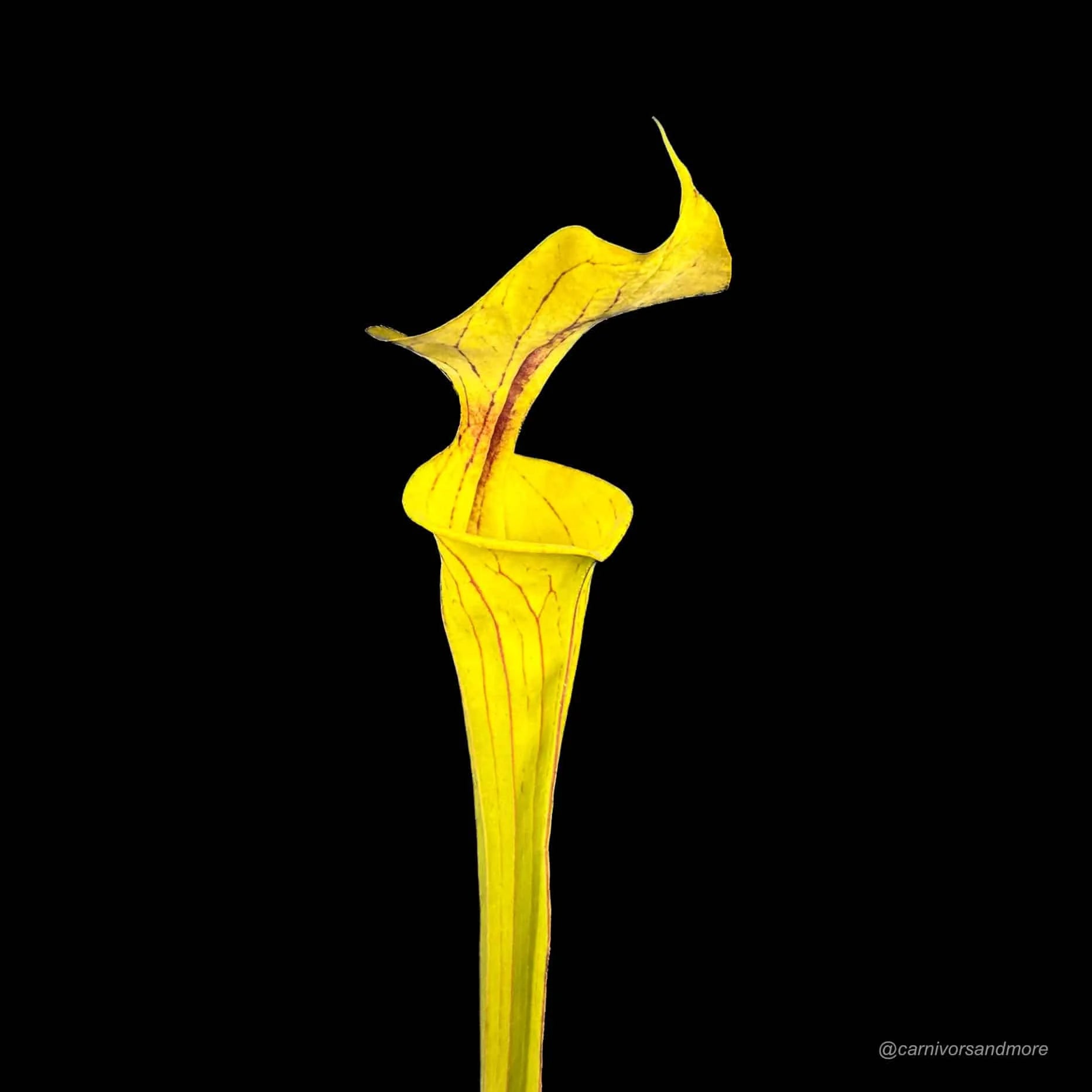 Sarracenia flava var. ornata, Apalachicola, MK F 220 大森食虫植物農園