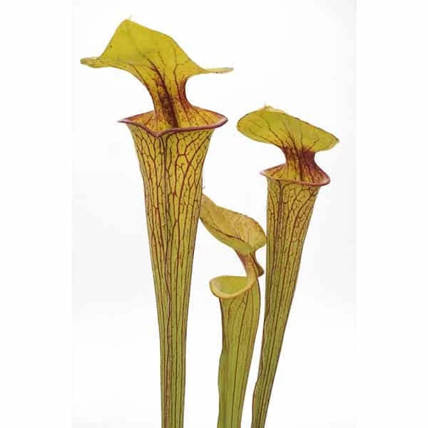 Sarracenia flava var. ornata, Apalachicola, MK F 37 大森食虫植物農園