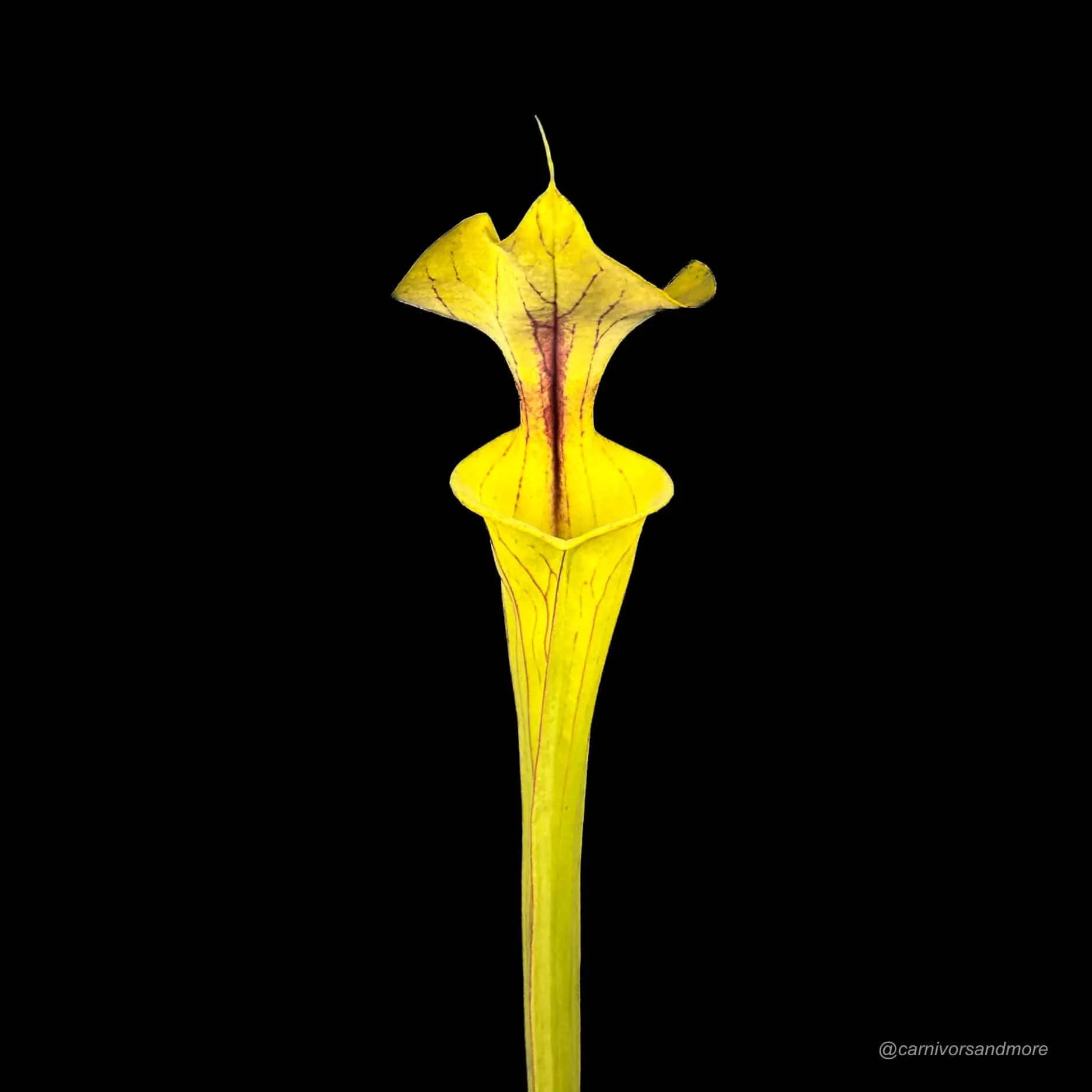 Sarracenia flava var. ornata, Apalachicola, MK F 220 大森食虫植物農園