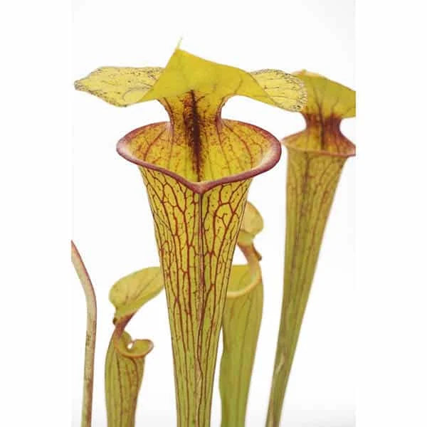 Sarracenia flava var. ornata, Apalachicola, MK F 37 大森食虫植物農園