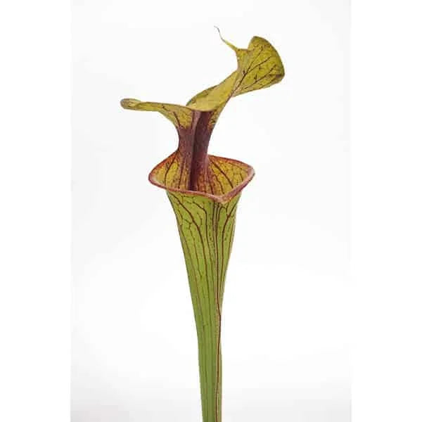 Sarracenia flava var. ornata, Apalachicola, MK F 220 大森食虫植物農園
