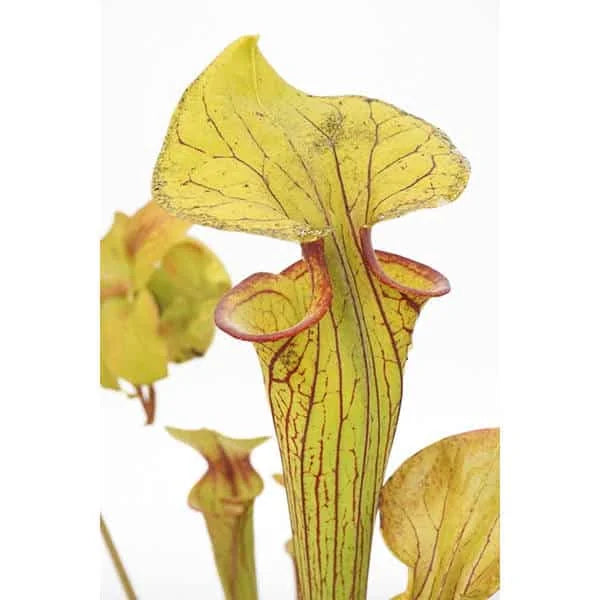 Sarracenia flava var. ornata, Apalachicola, MK F 37 大森食虫植物農園