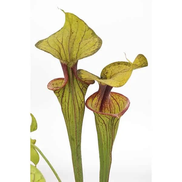 Sarracenia flava var. ornata, Apalachicola, MK F 220 大森食虫植物農園
