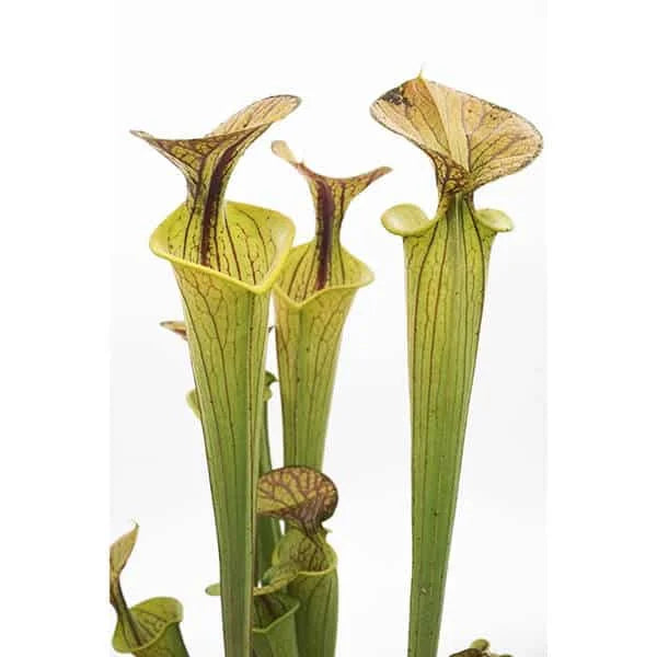 Sarracenia flava var. ornata „Giant“ 大森食虫植物農園