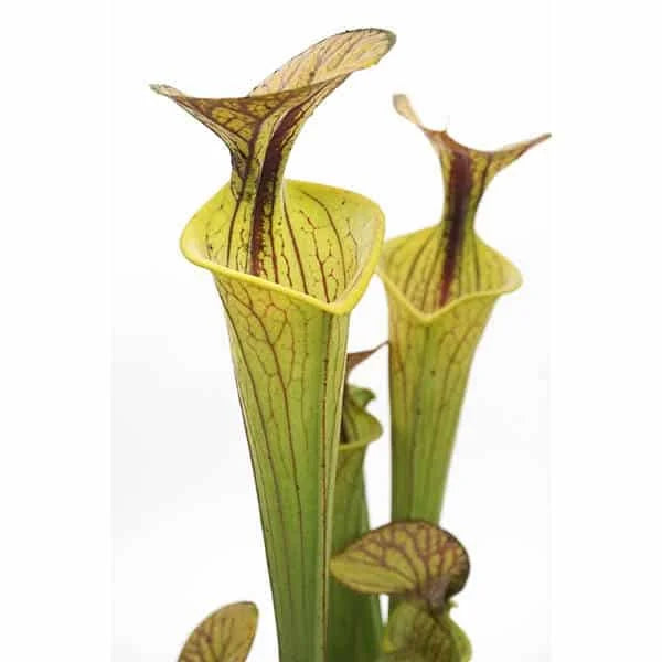 Sarracenia flava var. ornata „Giant“ 大森食虫植物農園