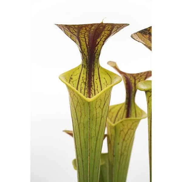 Sarracenia flava var. ornata „Giant“ 大森食虫植物農園