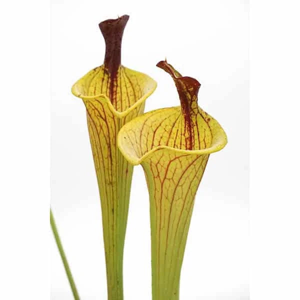 Sarracenia flava var. ornata „Lidless Giant Form“ 大森食虫植物農園