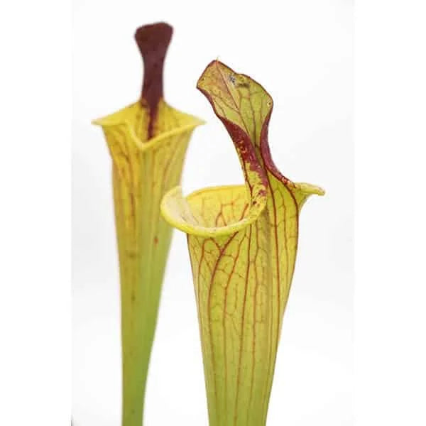 Sarracenia flava var. ornata „Lidless Giant Form“ 大森食虫植物農園