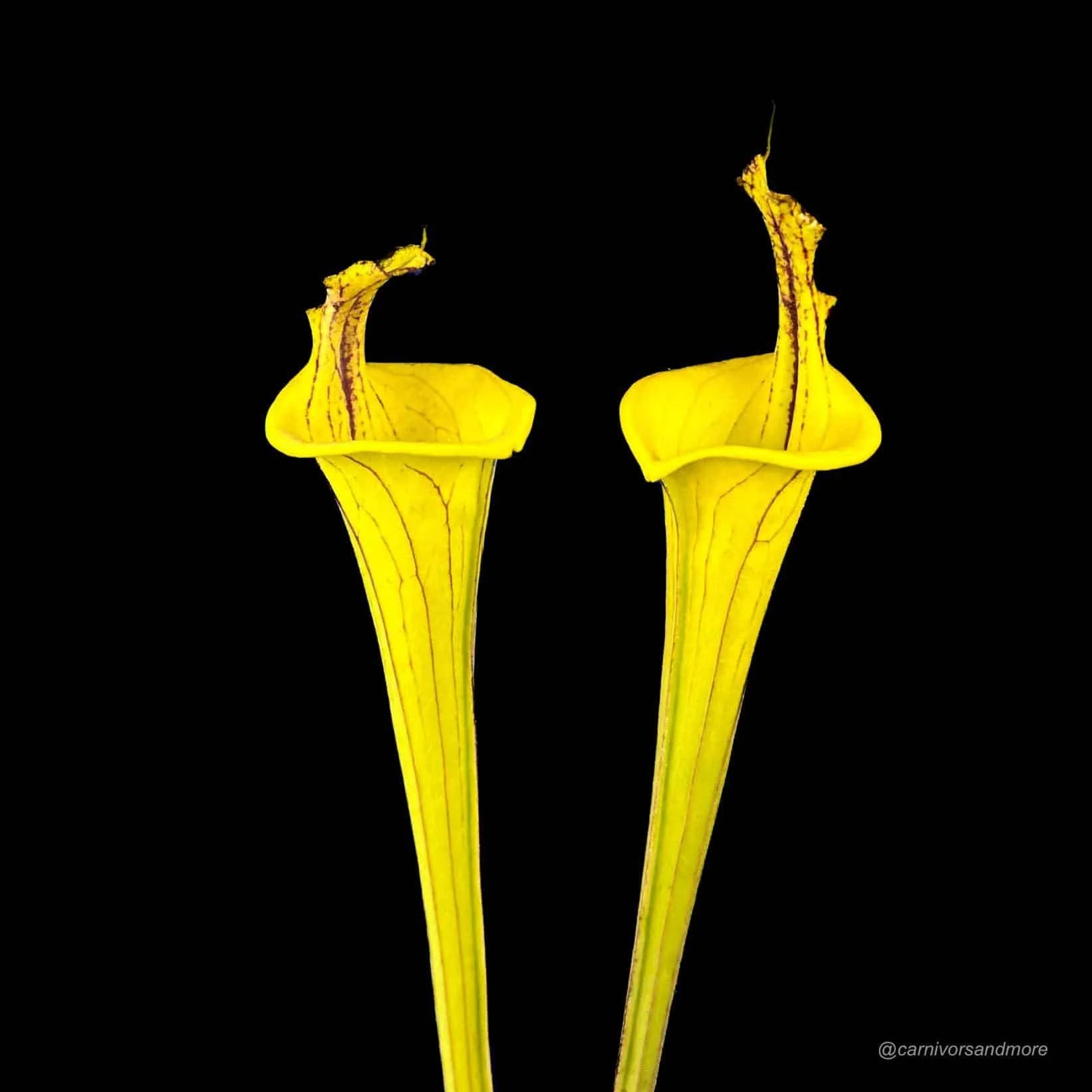 Sarracenia flava var. ornata „Lidless #9“ 大森食虫植物農園