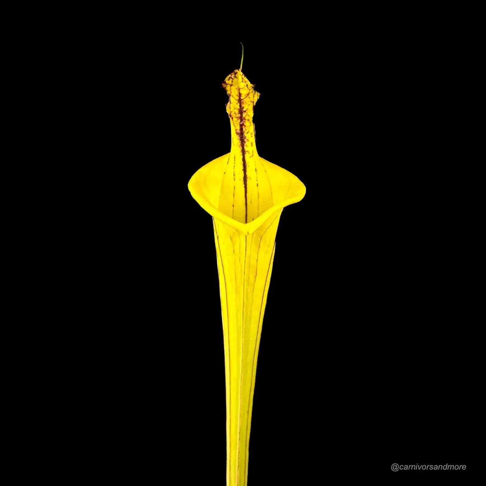 Sarracenia flava var. ornata „Lidless #9“ 大森食虫植物農園