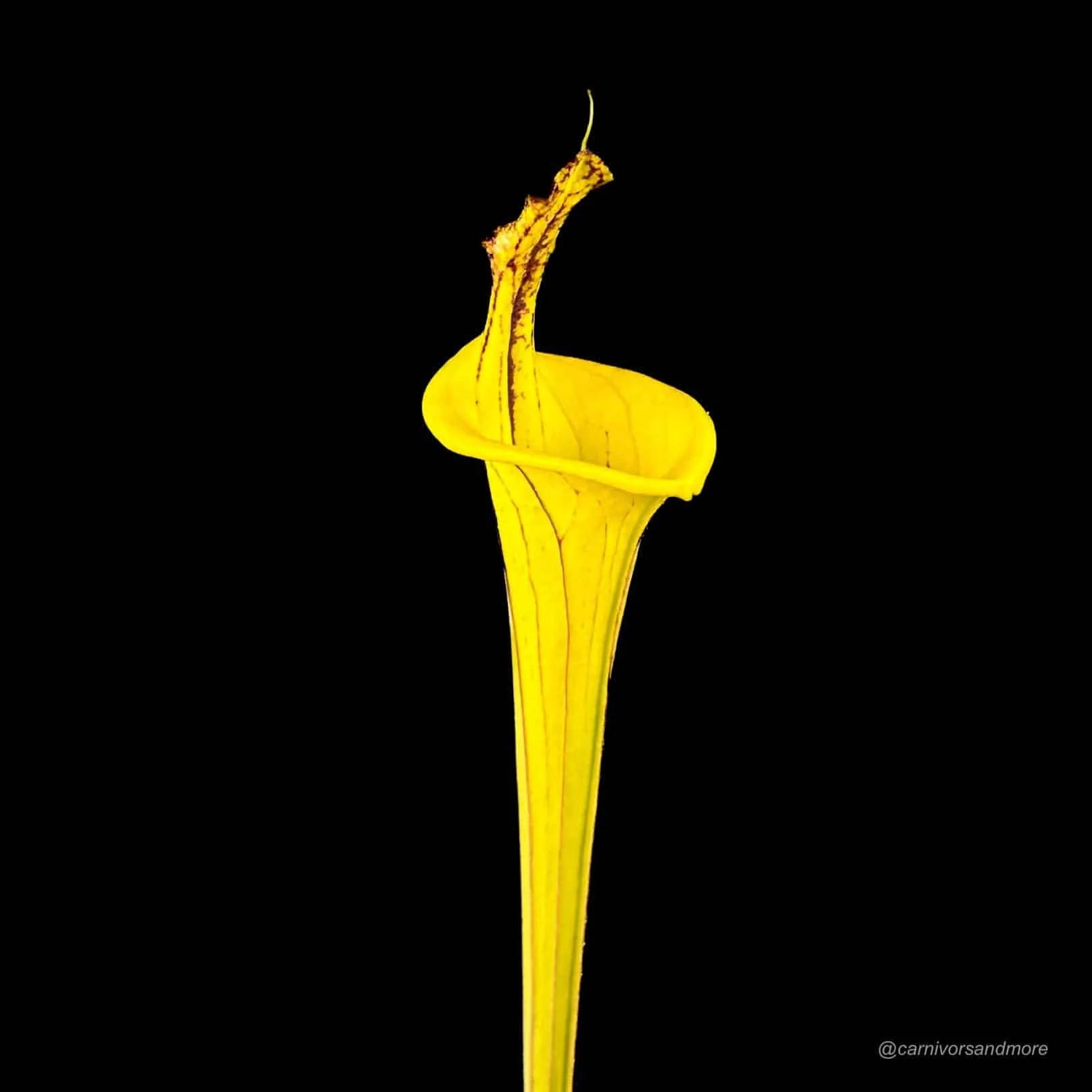 Sarracenia flava var. ornata „Lidless #9“ 大森食虫植物農園