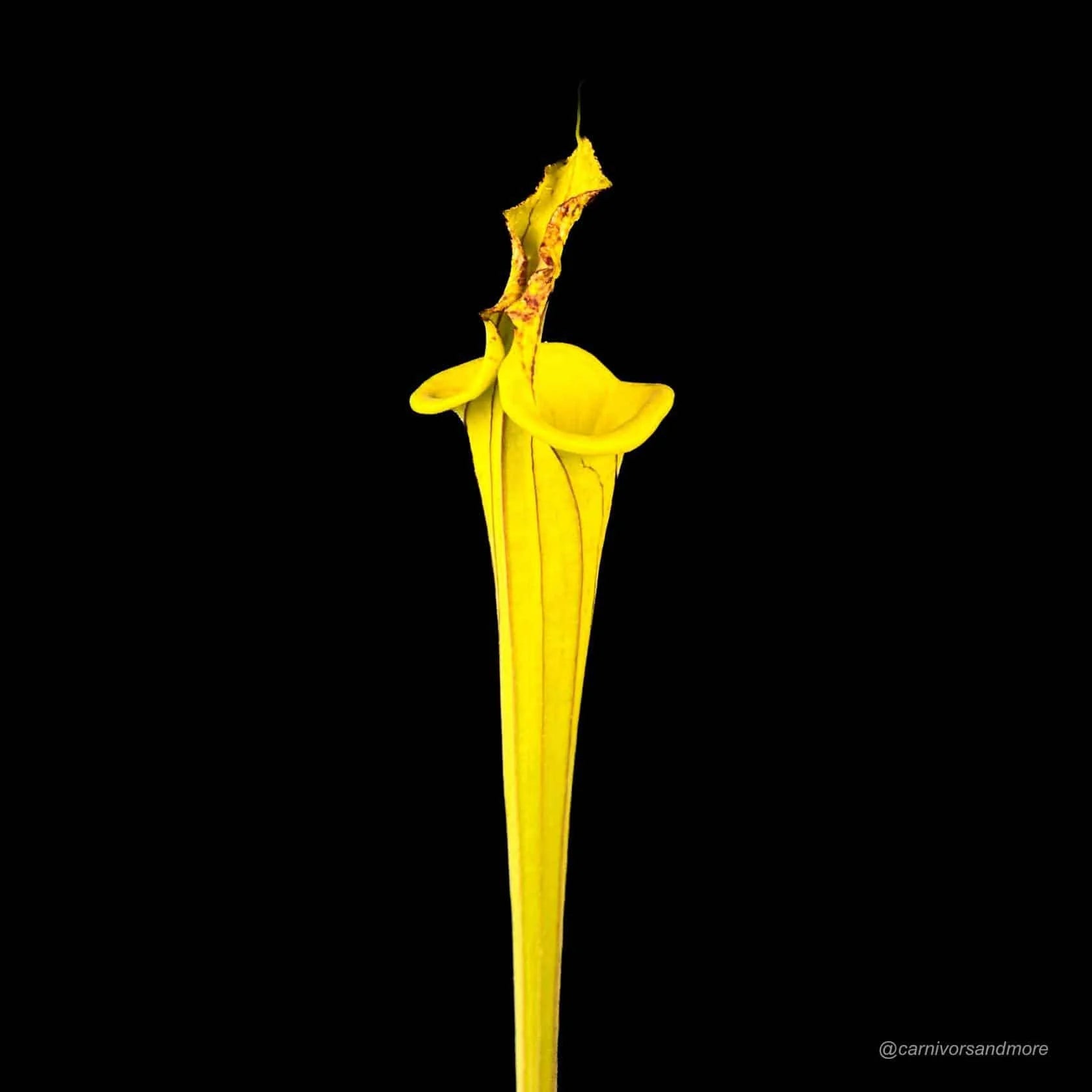 Sarracenia flava var. ornata „Lidless #9“ 大森食虫植物農園